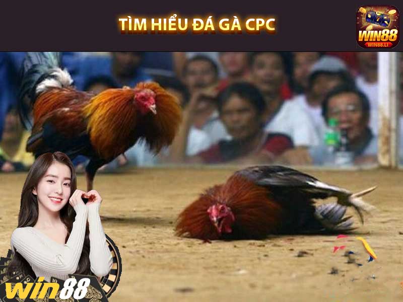 Tìm hiểu đá gà CPC