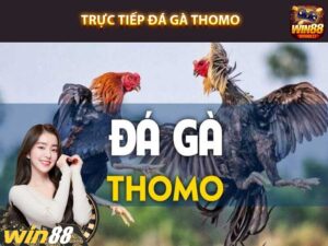 Trực tiếp đág à Thomo tại win88